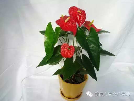 献给那些养花却总是把花养死的人…… - 一炮手 - 一炮手的杂志型编撰博客 献给那些养花却总是把花养死的人…… - 一炮手 - 一炮手的杂志型编撰博客