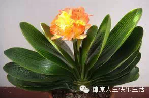 献给那些养花却总是把花养死的人…… - 一炮手 - 一炮手的杂志型编撰博客 献给那些养花却总是把花养死的人…… - 一炮手 - 一炮手的杂志型编撰博客
