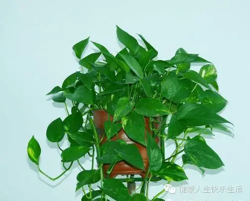 献给那些养花却总是把花养死的人…… - 一炮手 - 一炮手的杂志型编撰博客 献给那些养花却总是把花养死的人…… - 一炮手 - 一炮手的杂志型编撰博客