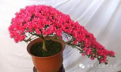 献给那些养花却总是把花养死的人…… - 一炮手 - 一炮手的杂志型编撰博客 献给那些养花却总是把花养死的人…… - 一炮手 - 一炮手的杂志型编撰博客