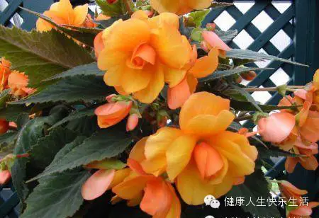 献给那些养花却总是把花养死的人…… - 一炮手 - 一炮手的杂志型编撰博客 献给那些养花却总是把花养死的人…… - 一炮手 - 一炮手的杂志型编撰博客