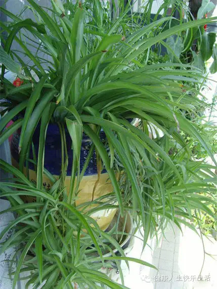 献给那些养花却总是把花养死的人…… - 一炮手 - 一炮手的杂志型编撰博客 献给那些养花却总是把花养死的人…… - 一炮手 - 一炮手的杂志型编撰博客
