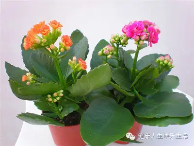 献给那些养花却总是把花养死的人…… - 一炮手 - 一炮手的杂志型编撰博客 献给那些养花却总是把花养死的人…… - 一炮手 - 一炮手的杂志型编撰博客