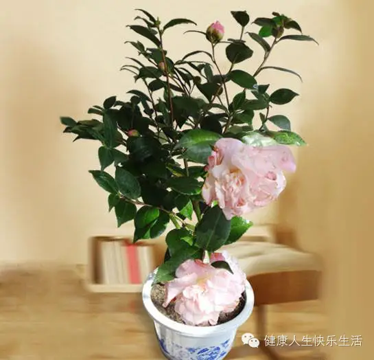 献给那些养花却总是把花养死的人…… - 一炮手 - 一炮手的杂志型编撰博客 献给那些养花却总是把花养死的人…… - 一炮手 - 一炮手的杂志型编撰博客