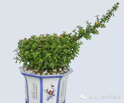 献给那些养花却总是把花养死的人…… - 一炮手 - 一炮手的杂志型编撰博客 献给那些养花却总是把花养死的人…… - 一炮手 - 一炮手的杂志型编撰博客