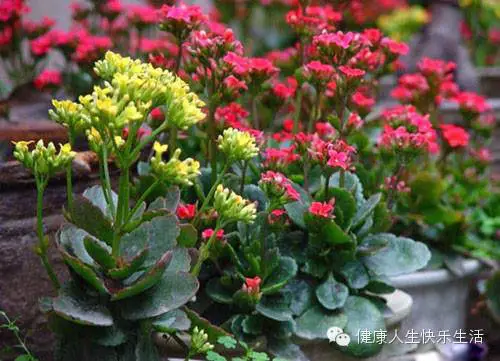 献给那些养花却总是把花养死的人…… - 一炮手 - 一炮手的杂志型编撰博客 献给那些养花却总是把花养死的人…… - 一炮手 - 一炮手的杂志型编撰博客