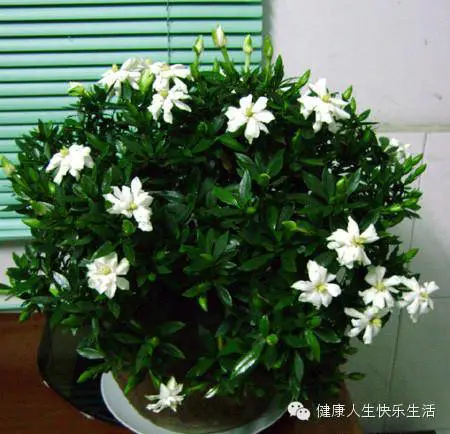 献给那些养花却总是把花养死的人…… - 一炮手 - 一炮手的杂志型编撰博客 献给那些养花却总是把花养死的人…… - 一炮手 - 一炮手的杂志型编撰博客