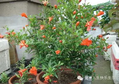 献给那些养花却总是把花养死的人…… - 一炮手 - 一炮手的杂志型编撰博客 献给那些养花却总是把花养死的人…… - 一炮手 - 一炮手的杂志型编撰博客