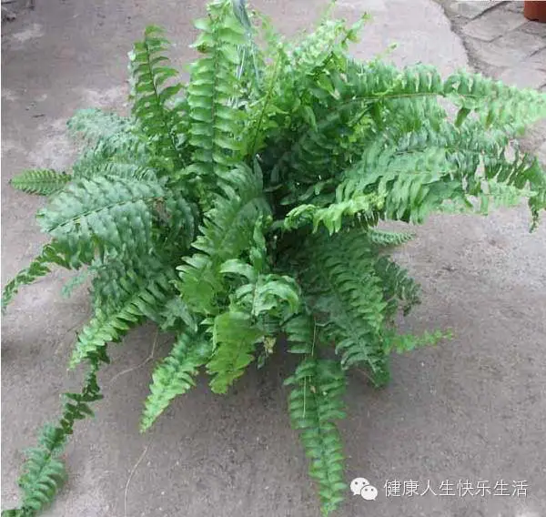 献给那些养花却总是把花养死的人…… - 一炮手 - 一炮手的杂志型编撰博客 献给那些养花却总是把花养死的人…… - 一炮手 - 一炮手的杂志型编撰博客
