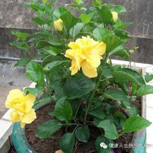 献给那些养花却总是把花养死的人…… - 一炮手 - 一炮手的杂志型编撰博客 献给那些养花却总是把花养死的人…… - 一炮手 - 一炮手的杂志型编撰博客