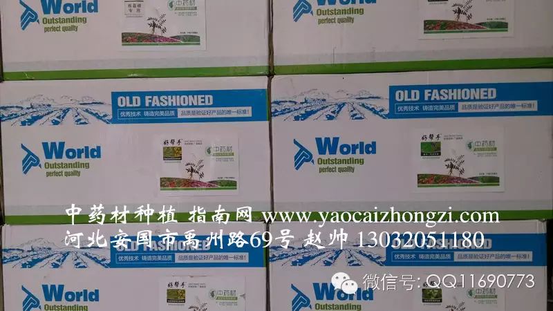 蒲公英专用除草剂_蒲公英地里有草打什么除草剂好_蒲公英杂草怎么除