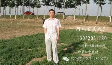 蒲公英杂草怎么除_蒲公英地里有草打什么除草剂好_蒲公英专用除草剂