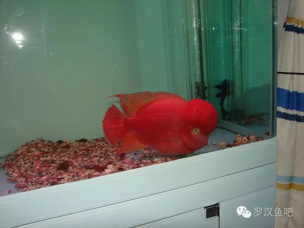 罗汉鱼最大长度_罗汉鱼 食_罗汉鱼品种生长对比