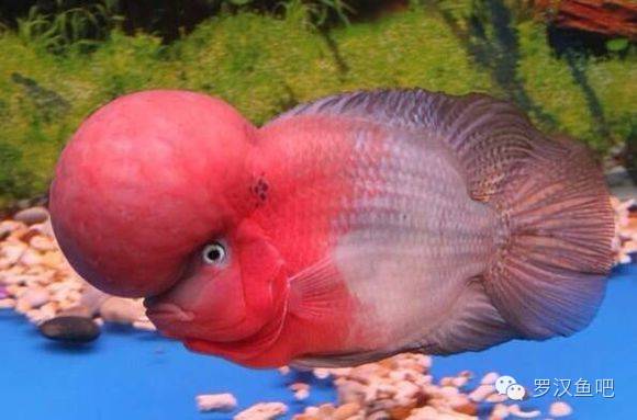 罗汉鱼 食_罗汉鱼最大长度_罗汉鱼品种生长对比