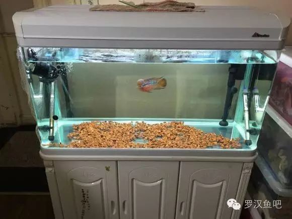 罗汉鱼 食_罗汉鱼最大长度_罗汉鱼品种生长对比