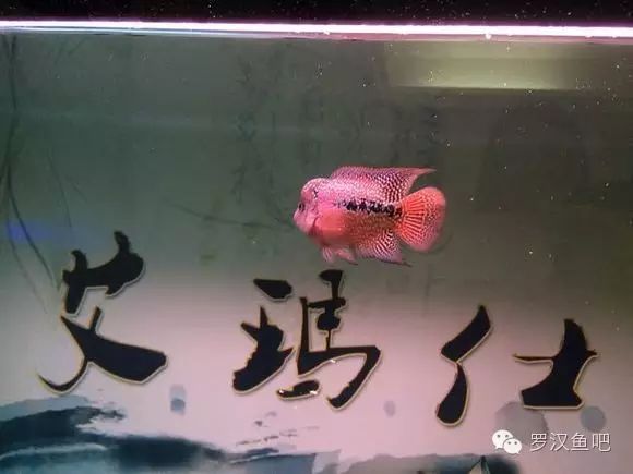 水族知识