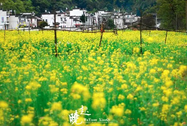 婺源晓起皇菊 香飘万里