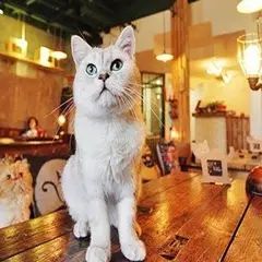 【乐乘美食地图】让容祖儿也爱不释手的萌猫在这里~