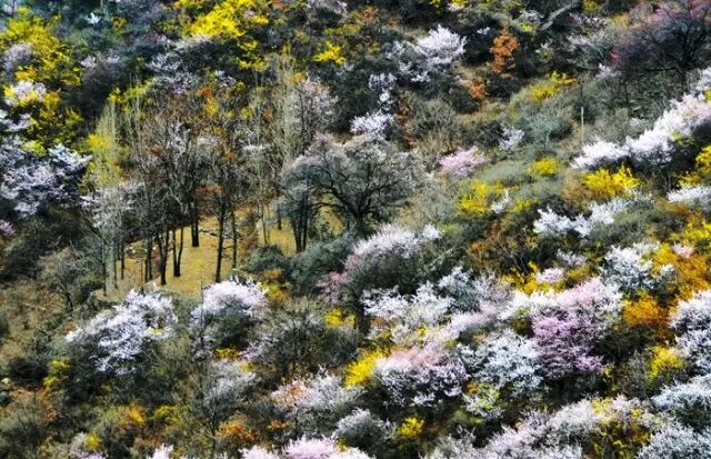 烂漫关山，三八节不可错过的视觉盛宴