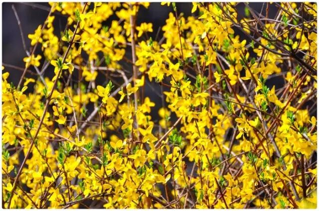 烂漫关山，三八节不可错过的视觉盛宴