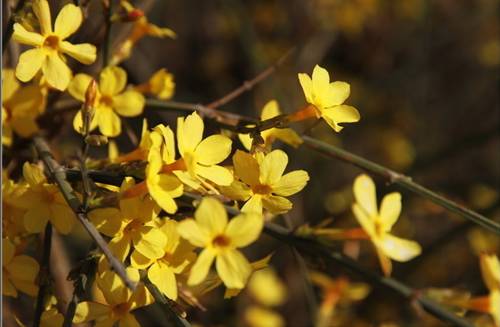 烂漫关山，三八节不可错过的视觉盛宴