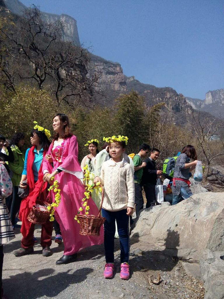 关山连翘黄花节迎来首个小高峰