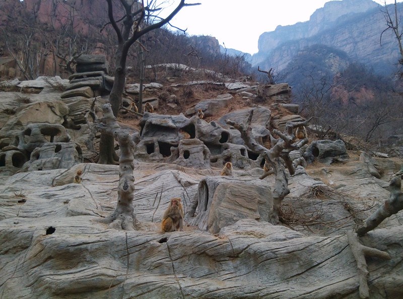 关山连翘黄花节迎来首个小高峰