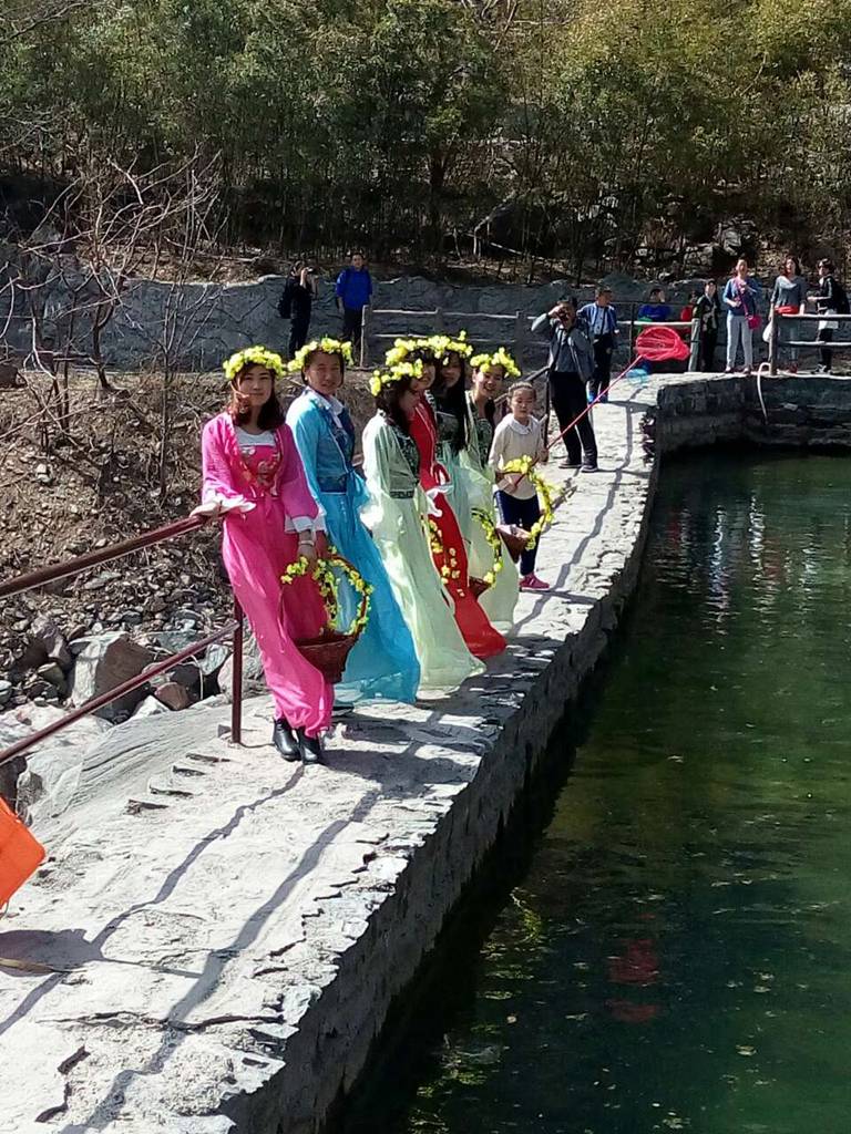 关山连翘黄花节迎来首个小高峰