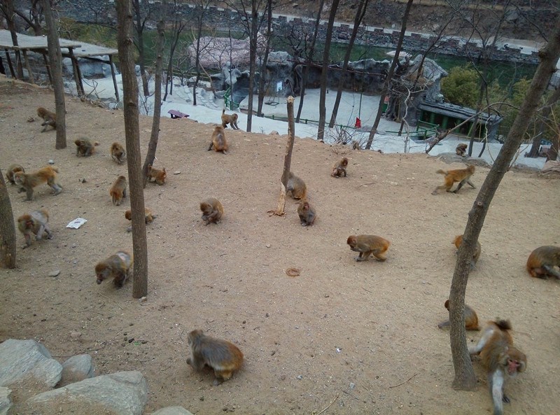 关山连翘黄花节迎来首个小高峰