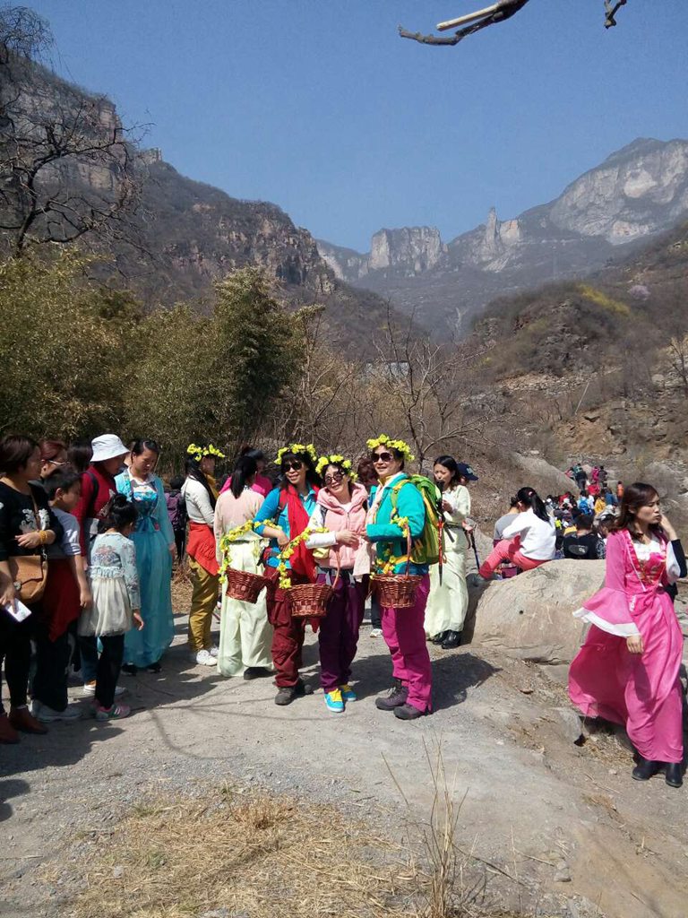 关山连翘黄花节迎来首个小高峰