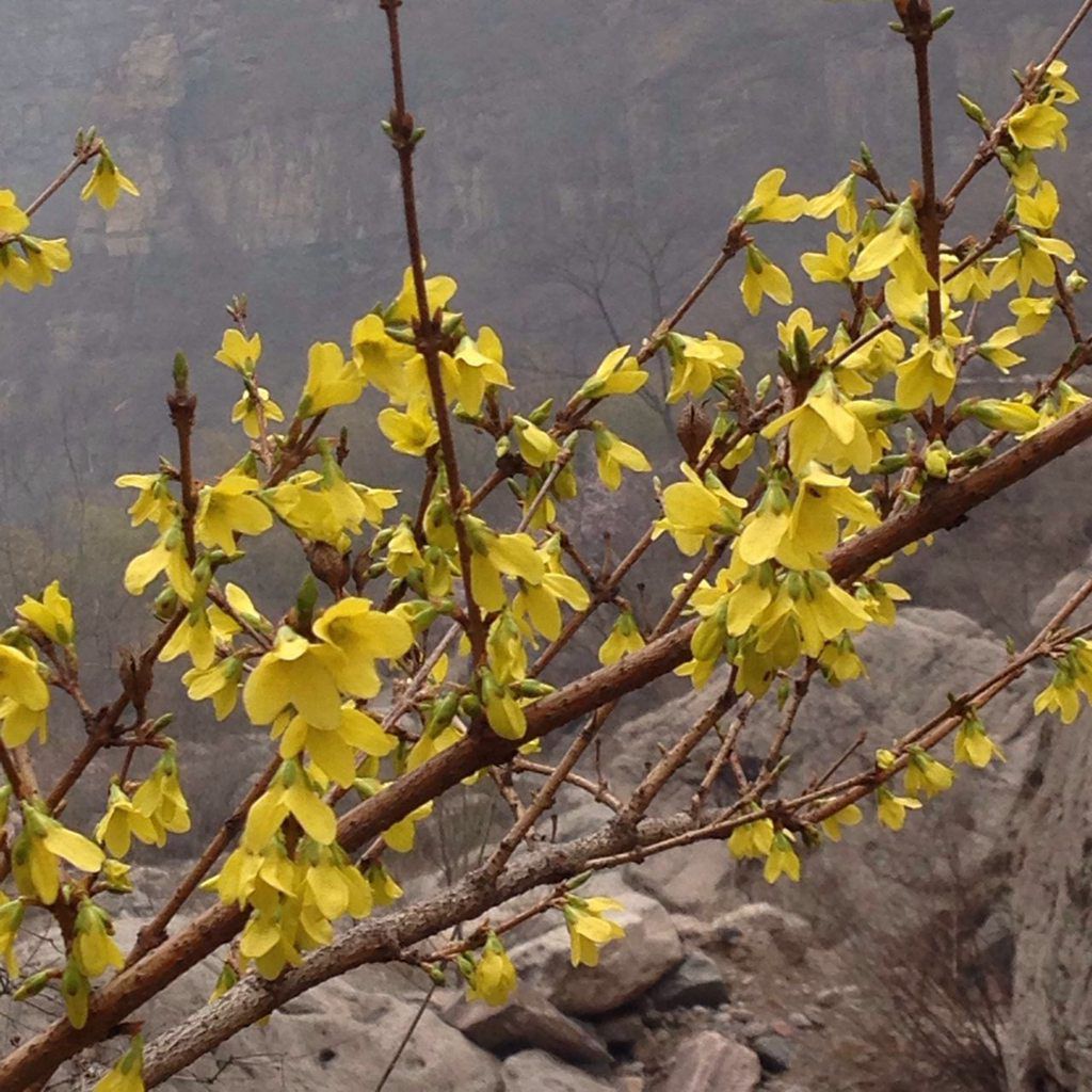 连翘花开时，让我们和关山一起醉吧！