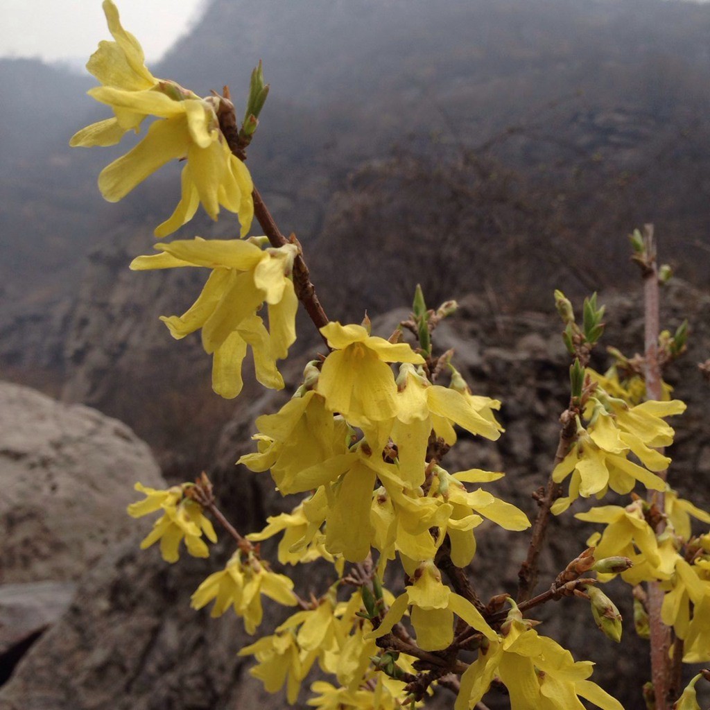 连翘花开时，让我们和关山一起醉吧！