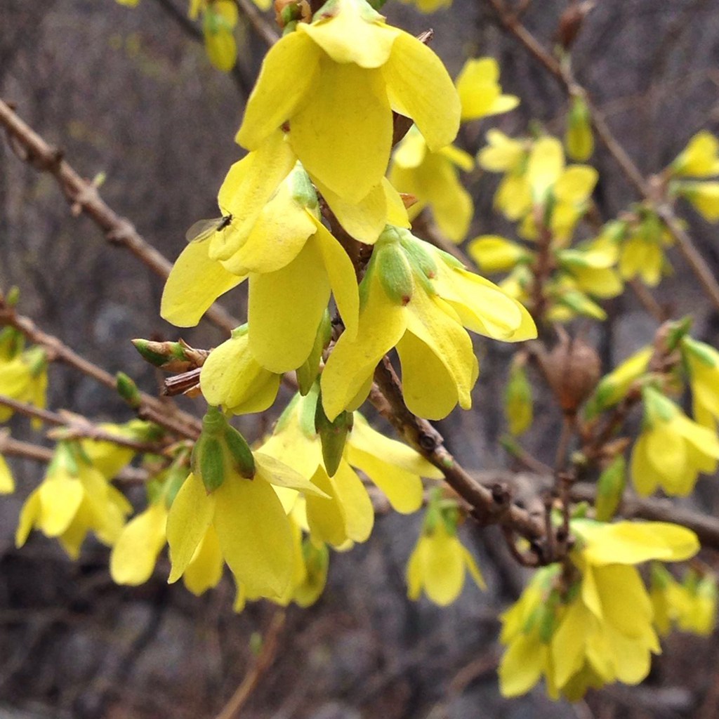 连翘花开时，让我们和关山一起醉吧！