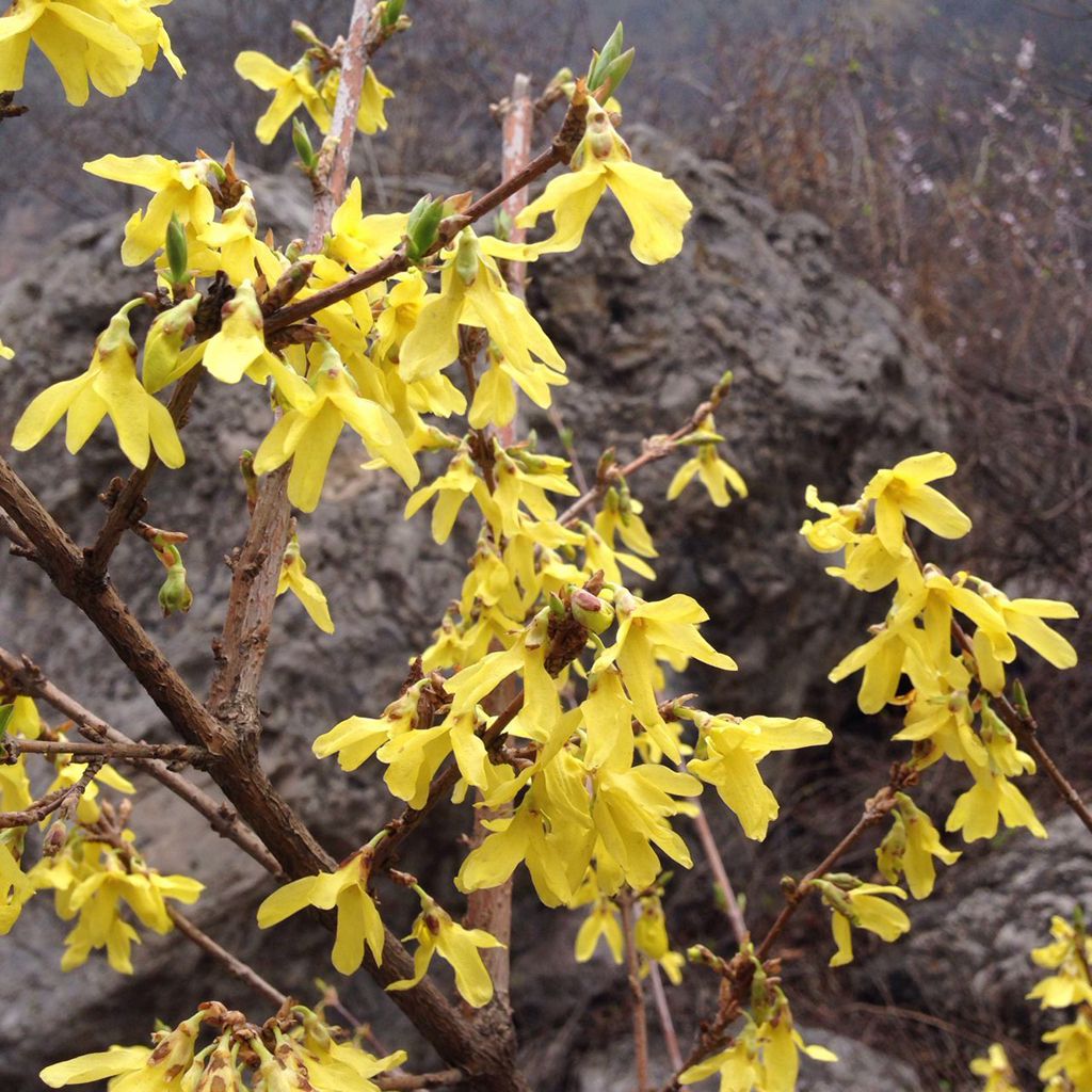 连翘花开时，让我们和关山一起醉吧！