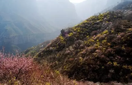 连翘花开时，让我们和关山一起醉吧！