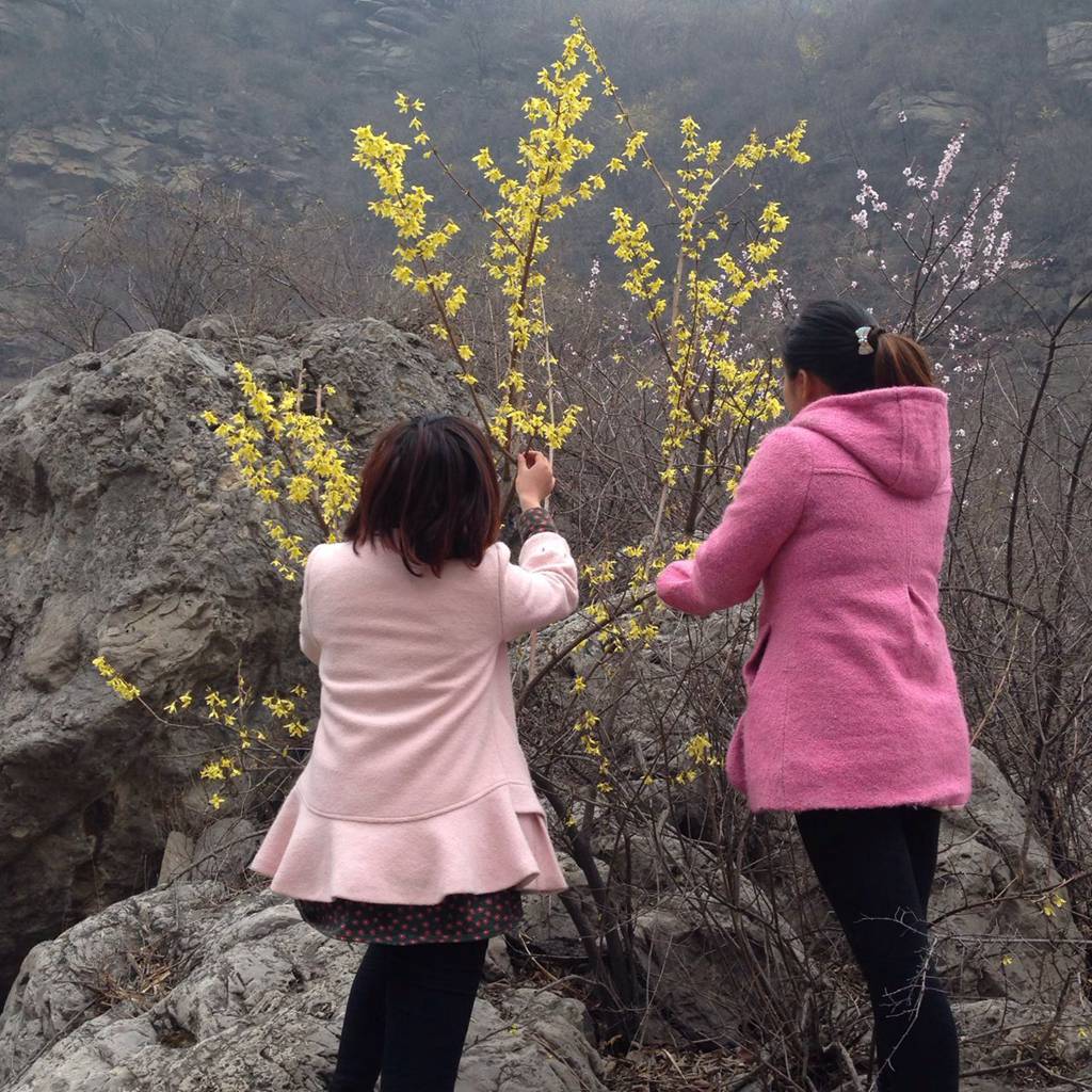 连翘花开时，让我们和关山一起醉吧！