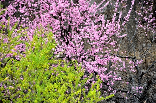 早春三月阳春雪 关山十里不同天