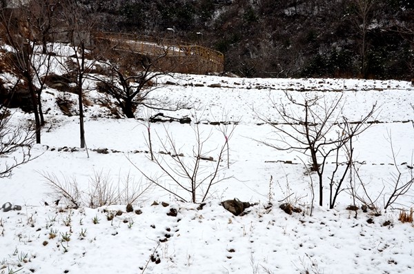 早春三月阳春雪 关山十里不同天