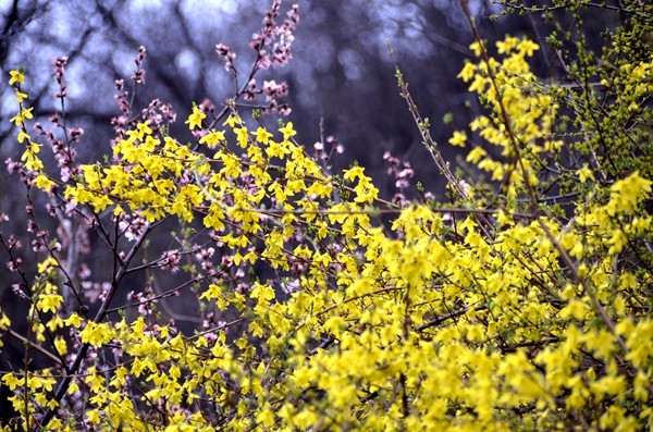 早春三月阳春雪 关山十里不同天