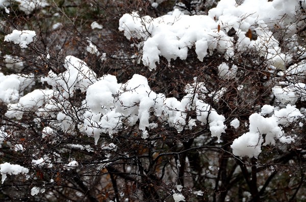 早春三月阳春雪 关山十里不同天