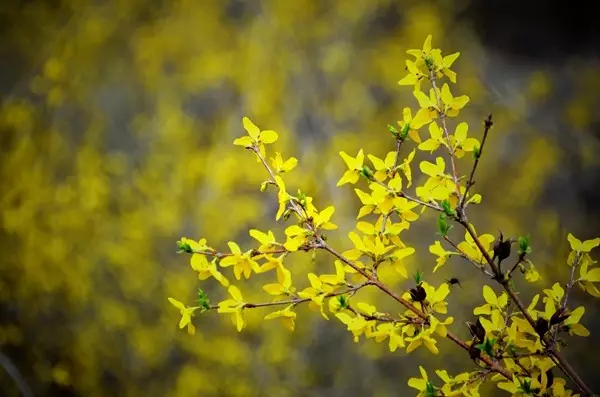 早春三月阳春雪 关山十里不同天