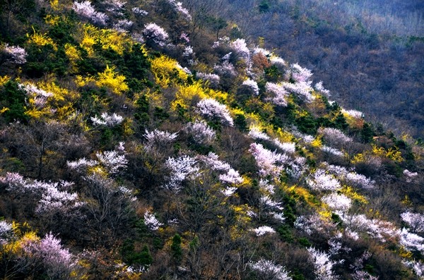 早春三月阳春雪 关山十里不同天