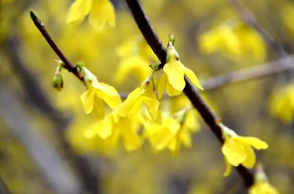 早春三月阳春雪 关山十里不同天