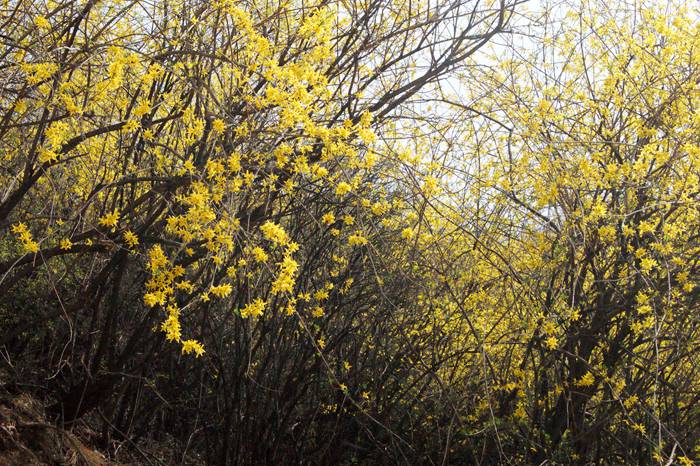 阳春三月，正是花开好时节。