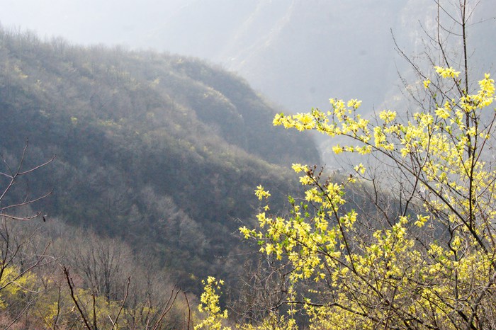 阳春三月，正是花开好时节。