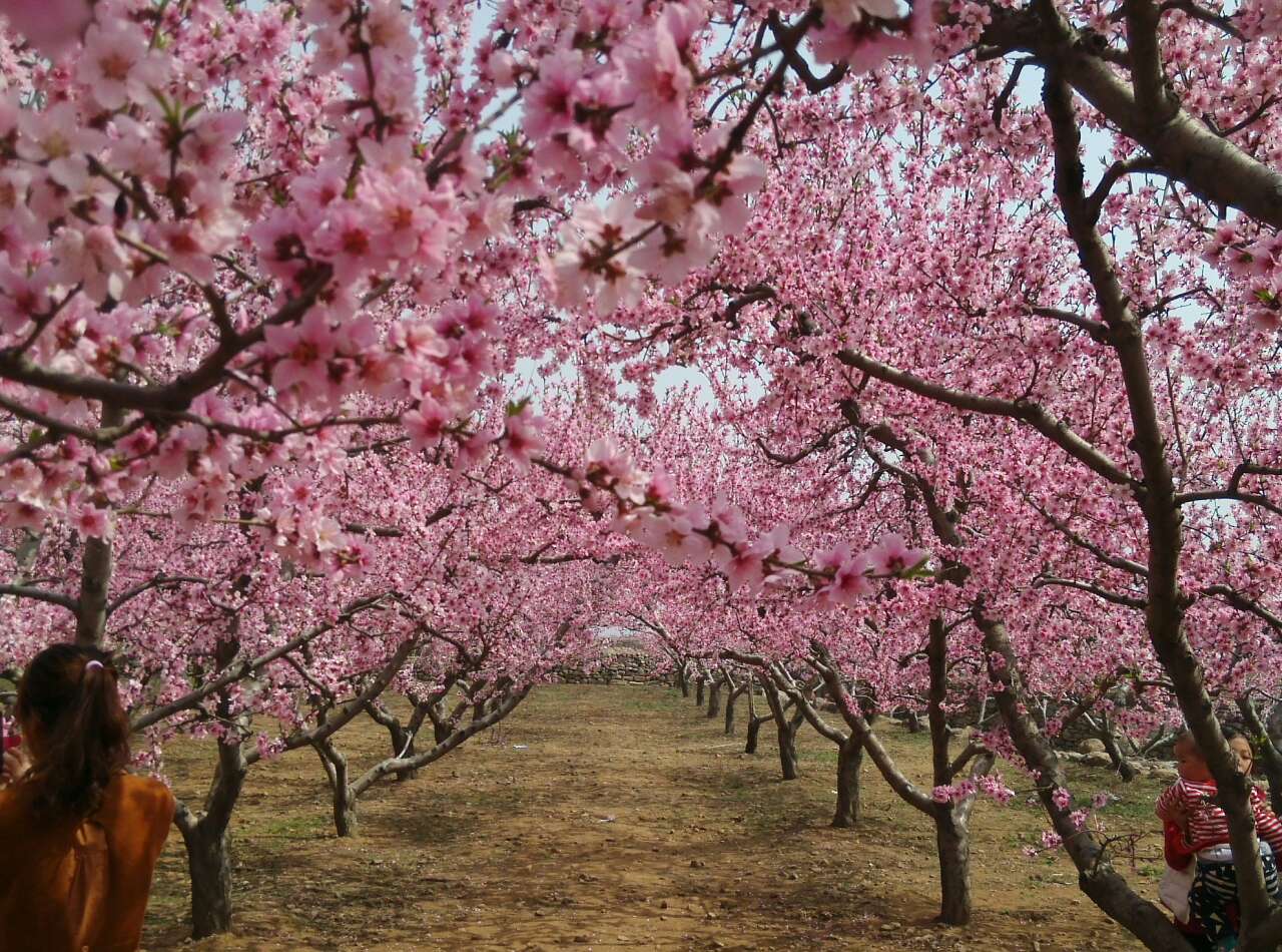 杨和寺满园春色桃花开