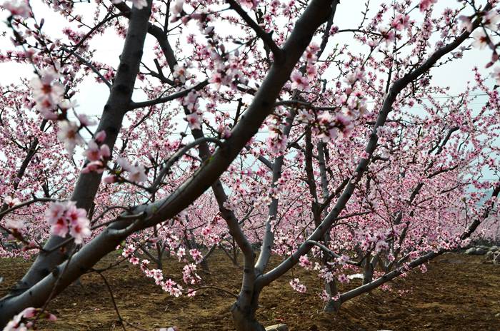 杨和寺满园春色桃花开