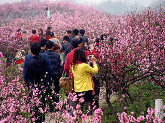 杨和寺满园春色桃花开