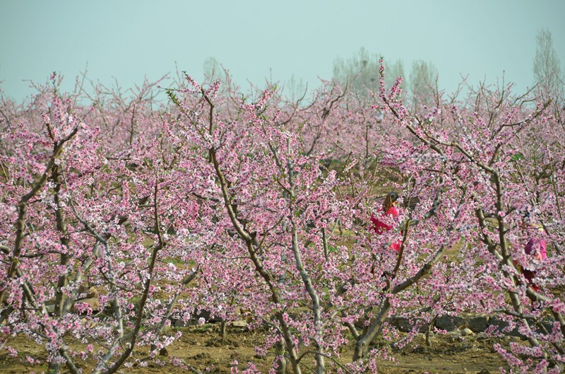 杨和寺满园春色桃花开
