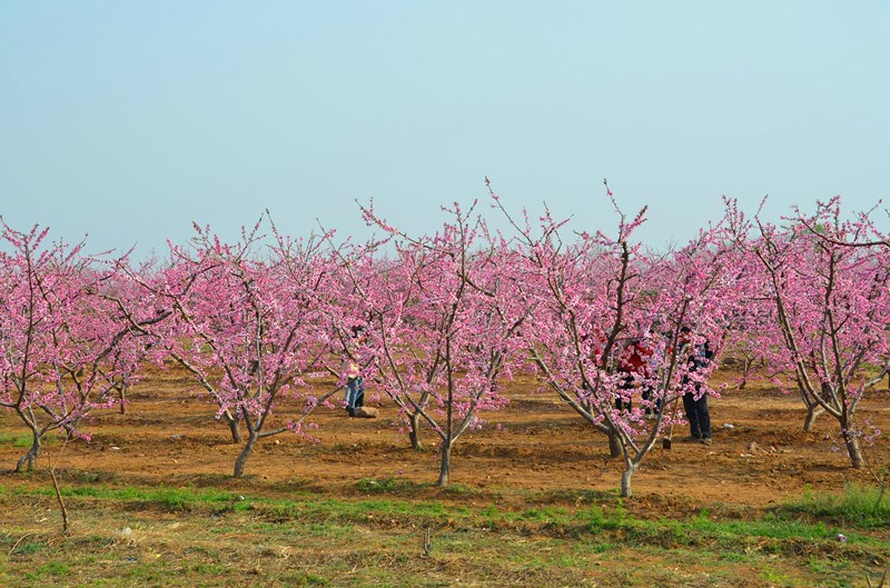 杨和寺满园春色桃花开
